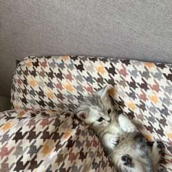 Котята британцы