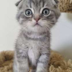 Шотландские котята фото 4