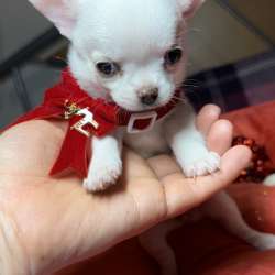 Mini chihuahua