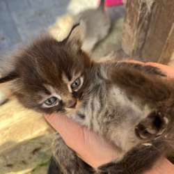 котята в Махачкале фото 8
