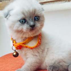 Scottish Fold фото 6
