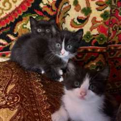 Котята добрым хозяевам в Наро-Фоминске фото 3