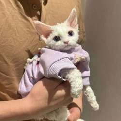 Девон Рекс котята