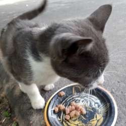Шестимесячный котик на улице