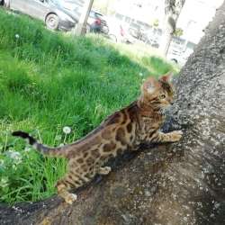 Бенгальский котенок, бенгальская кошка, бенгалочка фото 7