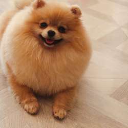 Spitz pomeranian