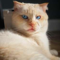 Ласковый голубоглазый шотландский вислоухий кот Лучик в Москве