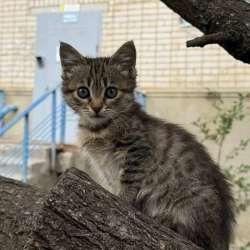 котенок