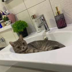 Отдам кошку