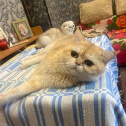 Вязка кот в Майкопе фото 4