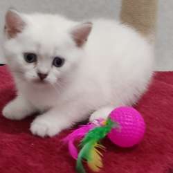 Шотландские котята на продажу фото 3