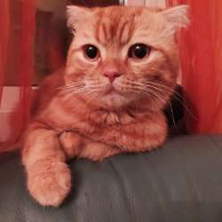Шотландский вислоухий кот мраморный в Краснодаре фото 4
