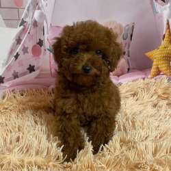 Невероятно красивые щенки той пуделя. Toy poodle фото 6
