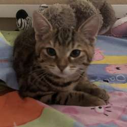 Котёнок