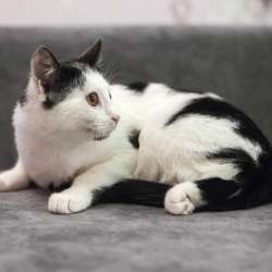 Котята в добрые руки в Одинцово фото 3