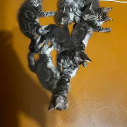 Мейн Кун котята