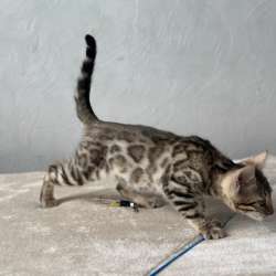 Available Bengal kittens фото 14
