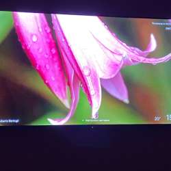 телевизор tcl 55c655 pro
