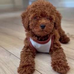 Щенок той-пуделя в Москве фото 6
