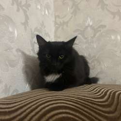 Отдам кошку в добрые руки в Самаре