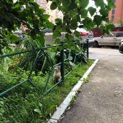 Котенок добрым людям в Подольске