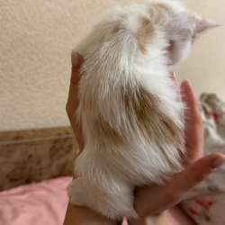 Котенок в добрые руки в Ростове-на-Дону