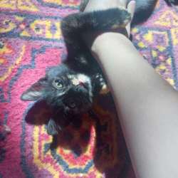 Отдам котёнка в хорошие руки