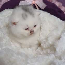 Британские котята, разного возраста, большой выбор фото 6