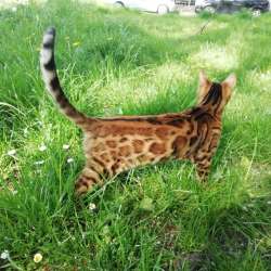 Бенгальский котенок, бенгальская кошка, бенгалочка фото 12