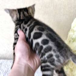 Бенгальские котята фото 3
