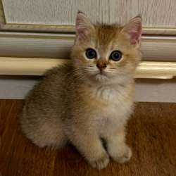 Шотландские прямоухие котята в Красноармейске фото 3
