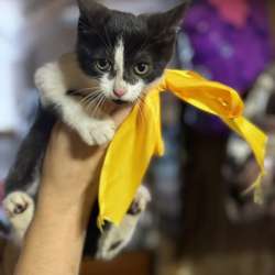 Котенок в добрые руки