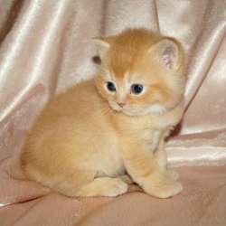 Шотландские котята фото 6