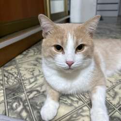 Кот