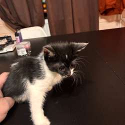 Котята
