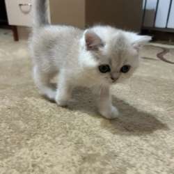 Шотландские котята в Кирово-Чепецке фото 6