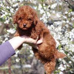 Super male toy poodle fci