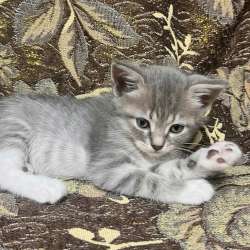 Шотландский вислоухий котенок