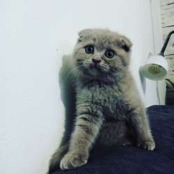 Scottish Fold