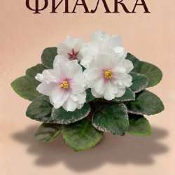 Фиалка ПТ-Ниль детка