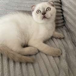 Macho Scottish Fold фото 4