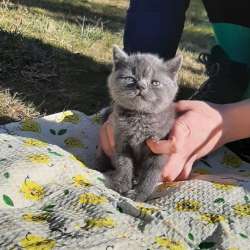 Скоттиш страйт и Скоттиш фолд