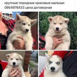 Недорого щенки хаски