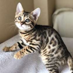 Бенгальские котята фото 17