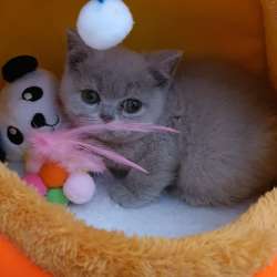 Британские котята, разного возраста, большой выбор фото 12
