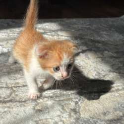 Котята в ДОБРЫЕ И НАДЁЖНЫЕ РУКИ в Богдановиче фото 7