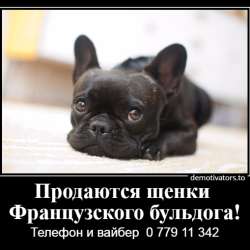 Очаровательные щеночки французского бульдога фото 28