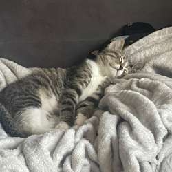 Отдам котенка , в добрые руки