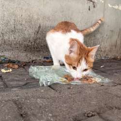 Котик ищет дом в Подольске