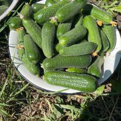 Продам клубнику,огурчики. в Новотроицке
